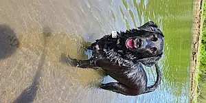 Name Labrador Retriever Dog Chappie