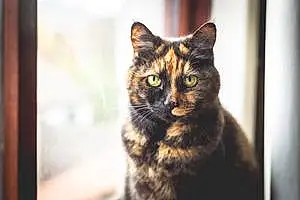 European Shorthair Cat Tilly