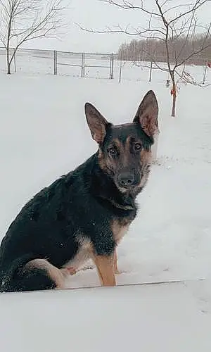 Winter German Shepherd Dog Oakley