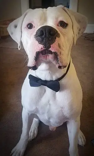 Boxer Dog Capone