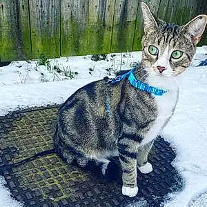 Winter Cat Bailey