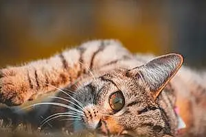 European Shorthair Cat Noa