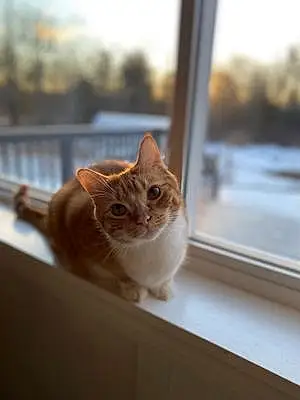 Winter Tabby Cat Archer