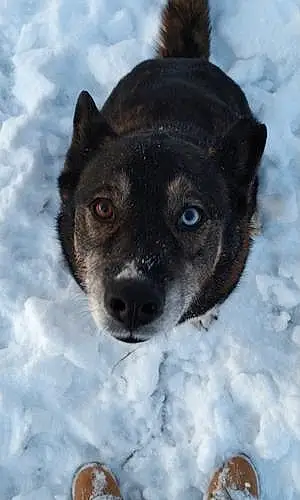 Winter Husky Dog Miska