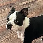 Dog, Working Animal, Dog breed, Carnivore, Collar, Whiskers, Boston Terrier, Companion dog, Fawn, Wood, Snout, Canidae, Furry friends, Toy Dog, Terrestrial Animal, Hardwood, Tail, Dog Collar, Non-sporting Group