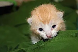 Oriental Longhair Cat Pixie