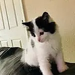 Cat, Felidae, Small To Medium-sized Cats, Carnivore, Iris, Whiskers, Window, Tail, Snout, Comfort, Door, Domestic Short-haired Cat, Plant, Furry friends, Paw, Sitting, Claw, Hardwood, Black & White