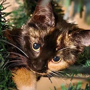 Name British Shorthair Cat Chloe