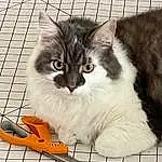 Cat, Felidae, Carnivore, Small To Medium-sized Cats, Whiskers, Snout, Box, Pet Supply, Furry friends, Domestic Short-haired Cat, Paw, Tail, Animal Shelter, Photo Caption, Cat Supply, Rectangle, Paper Product