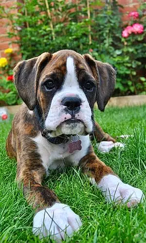 Name Boxer Dog Edith