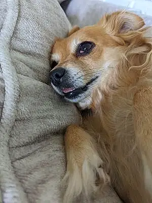 Name Chihuahua Dog Clara