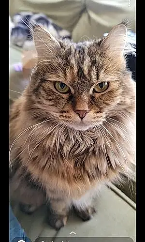 Siberian Cat Freya