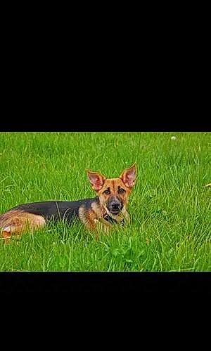 German Shepherd Dog Remington