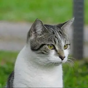 European Shorthair Cat James Henree