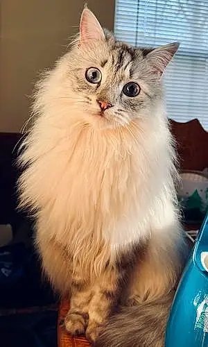Siberian Cat Peach