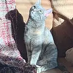 Cat, Window, Felidae, Carnivore, Small To Medium-sized Cats, Grey, Whiskers, Comfort, Fawn, Russian blue, Snout, Tail, Domestic Short-haired Cat, Furry friends, Sitting, Nap, Pattern, Chartreux, Couch, Black cats