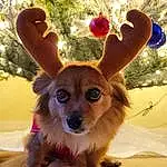 Hair, Head, Eyes, Dog, Sunglasses, Ear, Plant, Carnivore, Dog breed, Tree, Whiskers, Fawn, Companion dog, Eyewear, Christmas Ornament, Wood, Toy Dog, Snout, Dog Supply