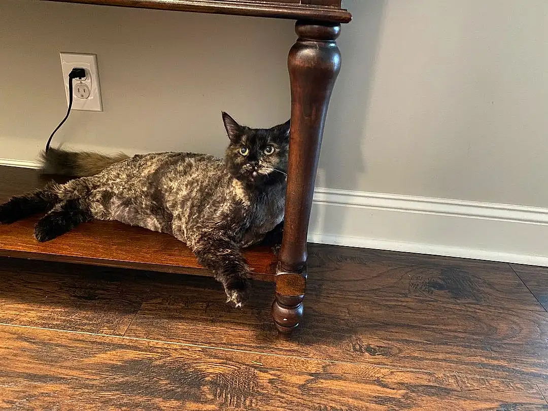 Cat, Felidae, Wood, Carnivore, Small To Medium-sized Cats, Hardwood, Whiskers, Terrestrial Animal, Tail, Laminate Flooring, Domestic Short-haired Cat, Wood Flooring, Furry friends, Room, Metal, Cat Supply, Plank, Wood Stain