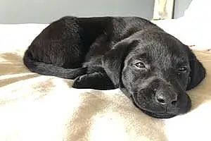 Name Labrador Retriever Dog Delta