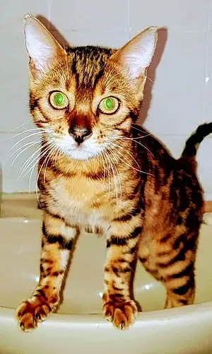 Name Bengal Cat Benji