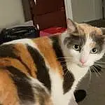 Cat, Eyes, Felidae, Carnivore, Small To Medium-sized Cats, Fawn, Whiskers, Window, Tail, Snout, Domestic Short-haired Cat, Furry friends, Paw, Hardwood, Wood