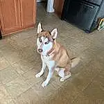 Dog, Cabinetry, Wood, Dog breed, Carnivore, Fawn, Companion dog, Hardwood, Snout, Tail, Working Animal, Door, Refrigerator, Home Door, Cupboard, Wood Stain, Canidae