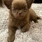 Dog, Eyes, Dog breed, Carnivore, Working Animal, Whiskers, Companion dog, Liver, Fawn, Terrestrial Animal, Chihuahua, Toy Dog, Ear, Canidae, Furry friends, Tail, Puppy, Paw