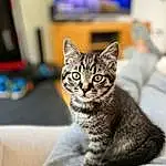 Cat, Carnivore, Felidae, Blue, Whiskers, Small To Medium-sized Cats, Grey, Snout, Furry friends, Comfort, Domestic Short-haired Cat, Picture Frame, Terrestrial Animal, Sitting, Claw, Paw, Television, Tree