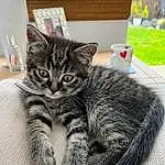 Cat, Carnivore, Felidae, Small To Medium-sized Cats, Grey, Whiskers, Snout, Tail, Tableware, Furry friends, Domestic Short-haired Cat, Paw, Terrestrial Animal, Claw, Sitting, Serveware