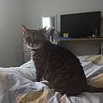 Cat, Comfort, Felidae, Carnivore, Grey, Window, Small To Medium-sized Cats, Whiskers, Snout, Bed, Room, Domestic Short-haired Cat, Linens, Furry friends, Terrestrial Animal, Tail, Sitting, Claw, Bedding, Television