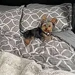 Brown, Dog, Comfort, Carnivore, Dog Supply, Dog breed, Grey, Fawn, Companion dog, Pillow, Couch, Linens, Pattern, Bedding, Bed, Room, Canidae, Bed Sheet, Furry friends