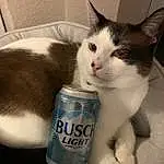 Cat, Leg, Carnivore, Felidae, Whiskers, Comfort, Small To Medium-sized Cats, Snout, Nail, Tail, Furry friends, Domestic Short-haired Cat, Beer, Foot, Claw, Drinking, Bottle, Paw