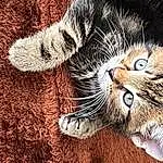 Cat, Eyes, Felidae, Carnivore, Nature, Small To Medium-sized Cats, Whiskers, Grass, Terrestrial Animal, Snout, Tail, Paw, Claw, Domestic Short-haired Cat, Furry friends, Photo Caption, Foot, Fang