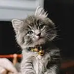 Cat, Felidae, Carnivore, Small To Medium-sized Cats, Grey, Whiskers, Tail, Snout, Furry friends, Paw, Claw, British Longhair, Photo Caption, Terrestrial Animal, Sitting, Art, Cat Toy