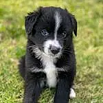 Dog, Dog breed, Carnivore, Companion dog, Border Collie, Grass, Snout, Herding Dog, Terrestrial Animal, Working Animal, Plant, Working Dog