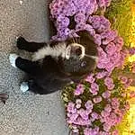 Flower, Plant, Cat, Petal, Carnivore, Felidae, Fawn, Dog breed, Small To Medium-sized Cats, Groundcover, Annual Plant, Magenta, Flowering Plant, Tail, Shrub, Companion dog, Grass, Herbaceous Plant, Furry friends