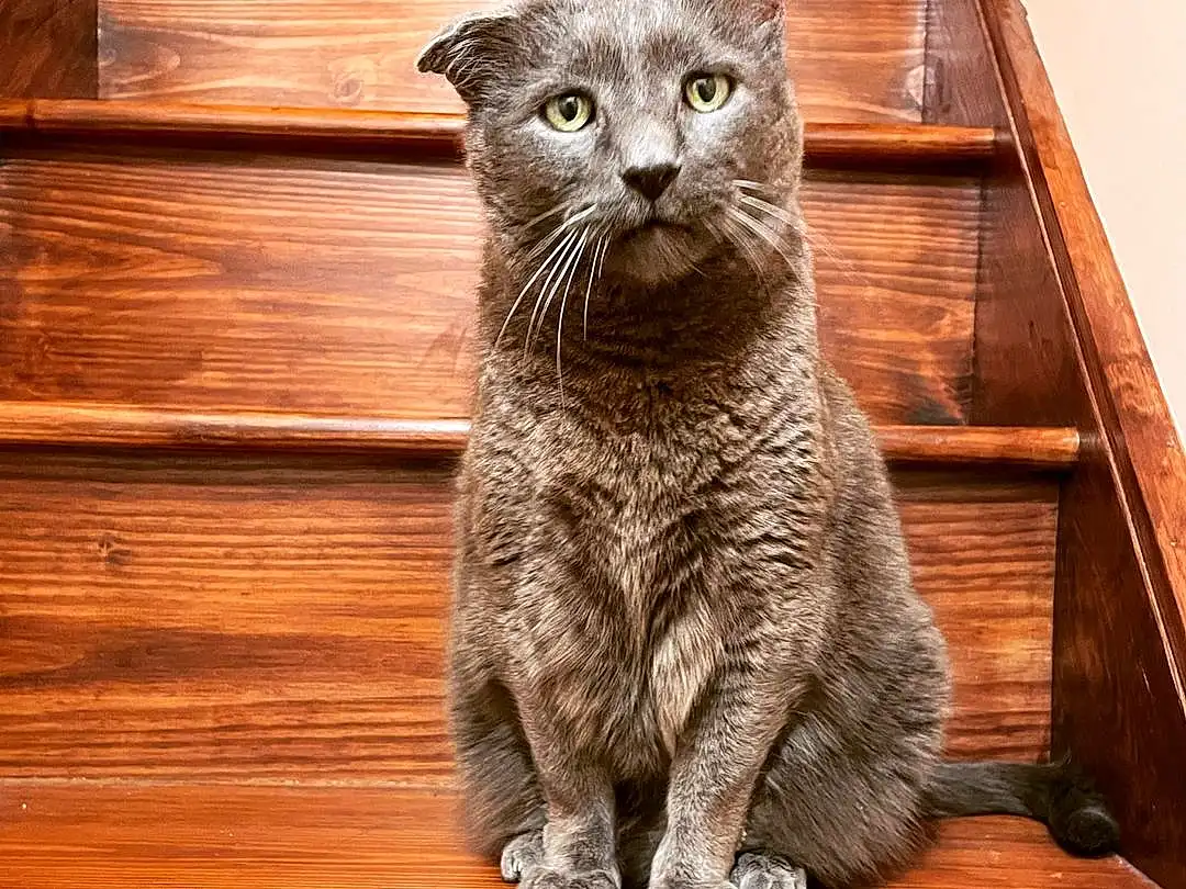 Cat, Carnivore, Wood, Felidae, Grey, Whiskers, Small To Medium-sized Cats, Fawn, Terrestrial Animal, Tail, Snout, Hardwood, Domestic Short-haired Cat, Wood Stain, Furry friends, Plank, Russian blue, Varnish, Rectangle, Sitting