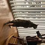Brown, Cat, Felidae, Wood, Carnivore, Small To Medium-sized Cats, Interior Design, Tints And Shades, Tail, Comfort, Hardwood, Window Covering, Room, Shadow, Pet Supply, Window Treatment, Shade