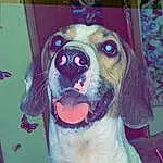 Dog, Dog breed, Carnivore, Whiskers, Fawn, Companion dog, Collar, Snout, Art, Painting, Working Animal, Happy, Hound, Furry friends, Puppy love, Giant Dog Breed, Dog Collar, Beagle