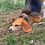 Dog, Carnivore, Grass, Dog breed, Fawn, Companion dog, Hound, Snout, Tail, Terrestrial Animal, Groundcover, Liver, Canidae, Scent Hound, Plant, Working Animal, Working Dog, Hunting Dog