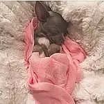Dog, Dog breed, Carnivore, Comfort, Ear, Sleeve, Pink, Felidae, Fawn, Companion dog, Whiskers, Snout, Linens, Small To Medium-sized Cats, Toy Dog, Furry friends, Magenta, Canidae, Working Animal