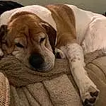 Dog, Comfort, Carnivore, Dog breed, Fawn, Companion dog, Ear, Whiskers, Working Animal, Wrinkle, Bored, Dog Supply, Furry friends, Canidae, Nap, Non-sporting Group, Linens