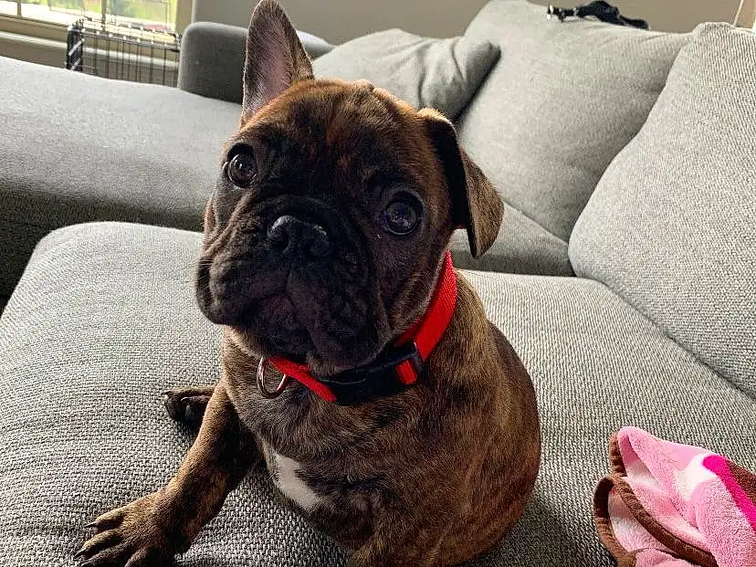 Dog, Pug, Dog breed, Comfort, Carnivore, Working Animal, Collar, Fawn, Bulldog, Companion dog, Wrinkle, Couch, Dog Collar, Whiskers, Toy Dog, Snout, Sofa Bed, French Bulldog, Window