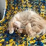 Blue, Felidae, Carnivore, Yellow, Comfort, Small To Medium-sized Cats, Fawn, Whiskers, Tail, Companion dog, Cat, Furry friends, Claw, Linens, Nap, Paw, Sleep, Carpet, Couch, Bed Sheet