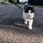 Cat, Cloud, Sky, Tree, Felidae, Road Surface, Carnivore, Asphalt, Small To Medium-sized Cats, Whiskers, Grass, Snout, Road, Sidewalk, Tail, Tar, Furry friends, Domestic Short-haired Cat, Dog breed, Street