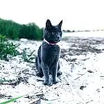 Cat, Eyes, Felidae, Carnivore, Small To Medium-sized Cats, Sky, Whiskers, Plant, Tree, Road Surface, Tail, Tints And Shades, Snout, Grass, Black cats, Furry friends, Wood, Sand, Electric Blue