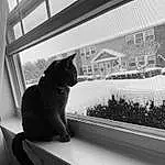 Cat, Plant, Window, Comfort, Felidae, Carnivore, Black-and-white, Grey, Style, Small To Medium-sized Cats, Whiskers, Wood, Tints And Shades, Tree, Tail, Black & White, Monochrome, Glass, Shade, Room