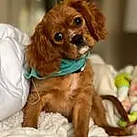 Brown, Dog, Carnivore, Dog breed, Liver, Working Animal, Companion dog, Fawn, Snout, Canidae, Dog Supply, Furry friends, Spaniel, Toy Dog, Pet Supply, Puppy, Ancient Dog Breeds, Whiskers
