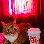 Cat, Light, Felidae, Carnivore, Window, Lighting, Small To Medium-sized Cats, Whiskers, Wood, Tail, Curtain, Magenta, Cat Supply, Domestic Short-haired Cat, Furry friends, Drinkware, Room, Paw, Carmine, Drink