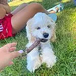 Dog, Plant, Dog breed, Carnivore, Shorts, Grass, Companion dog, Toy, Dog Clothes, Toy Dog, Chair, Small Terrier, Shih-poo, Terrier, Canidae, Labradoodle, Bichon, Sitting, Poodle Crossbreed